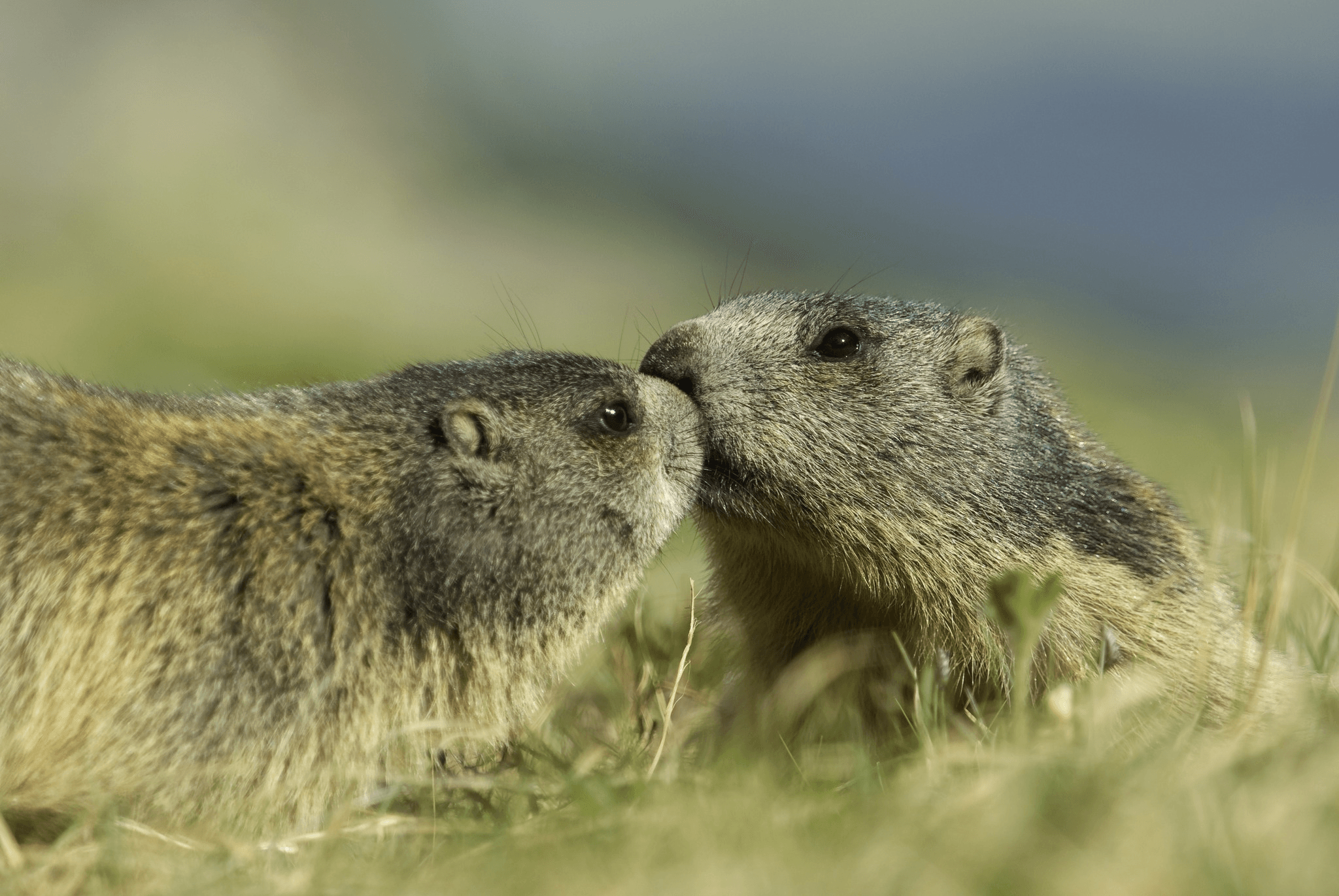 article-background-image