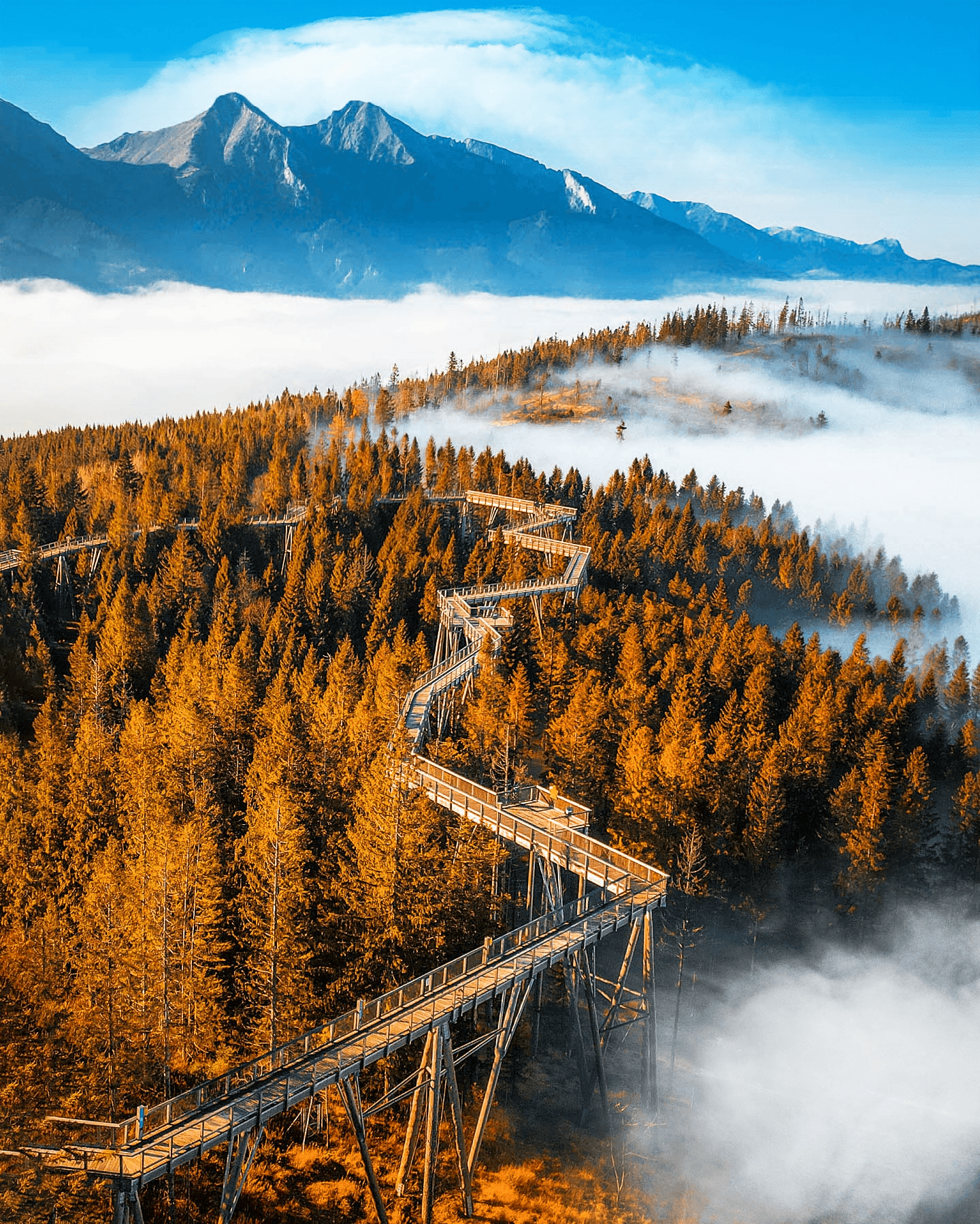 image-chodnik-korunami-stromov-4-1753093008324-922505934.png