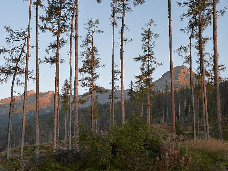 image-furkotsk-a-dolina-1-1743072377615-921815899.png